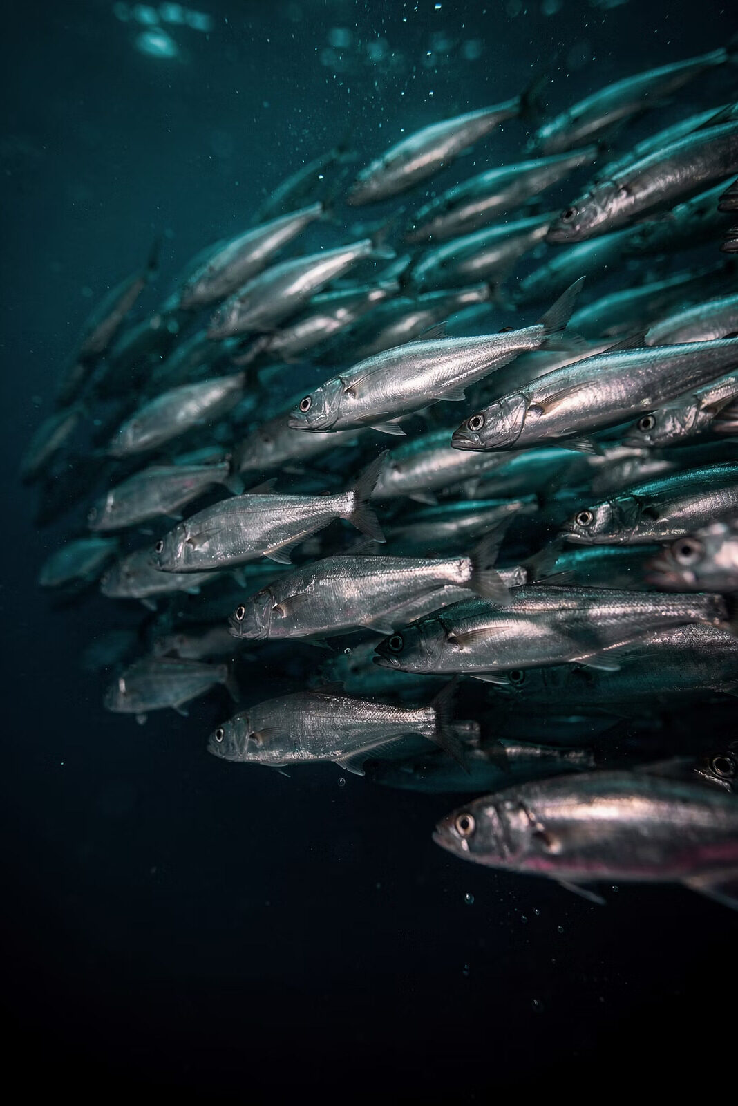Coordinated school of fish representing scientific intelligence and aligned action.