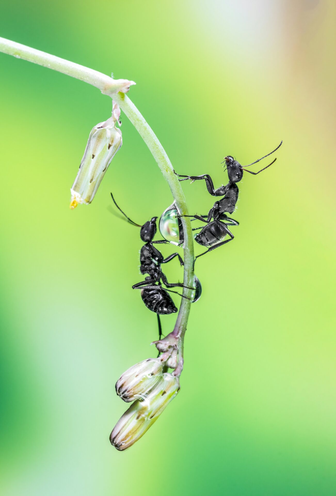 Ants forming a living bridge, representing coordinated local action under one operating logic.